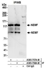 NEMF Antibody in Western Blot (WB)