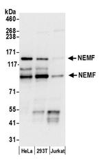 NEMF Antibody in Western Blot (WB)