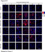 NEU2 Antibody in Immunocytochemistry (ICC/IF)