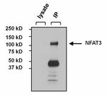 NFATC4 Antibody in Immunoprecipitation (IP)