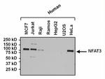 NFATC4 Antibody in Western Blot (WB)