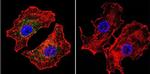 NFATC2 Antibody in Immunocytochemistry (ICC/IF)