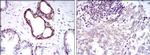 NFkB p50 Antibody in Immunohistochemistry (Paraffin) (IHC (P))