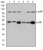 NFkB p50 Antibody in Western Blot (WB)