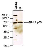 NFkB p65 Antibody in Immunoprecipitation (IP)