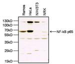 NFkB p65 Antibody in Western Blot (WB)