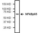 NFkB p65 Antibody in Western Blot (WB)