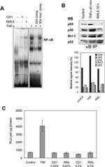 NFkB p65 Antibody in Western Blot, Gel Shift (WB, GS)