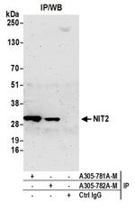 NIT2 Antibody in Western Blot (WB)