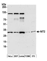 NIT2 Antibody in Western Blot (WB)