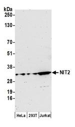 NIT2 Antibody in Western Blot (WB)