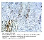 SLC12A1 Antibody in Immunohistochemistry (Paraffin) (IHC (P))