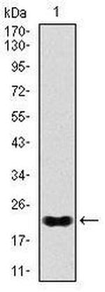 Nkx2.2 Antibody in Western Blot (WB)