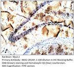 Nkx2.2 Antibody in Immunohistochemistry (IHC)