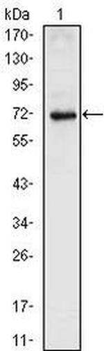 Nkx2.5 Antibody in Western Blot (WB)