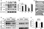 NMDAR2A Antibody in Western Blot, Immunoprecipitation (WB, IP)