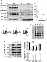 NMDAR2A Antibody in Western Blot (WB)