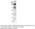 CARD15 Antibody in Western Blot (WB)