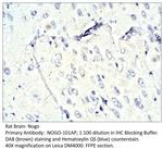 Nogo Antibody in Immunohistochemistry (IHC)