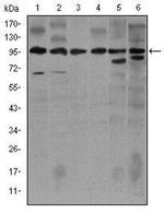 iNOS Antibody in Western Blot (WB)