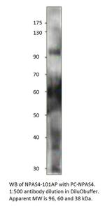 Npas4 Antibody in Western Blot (WB)