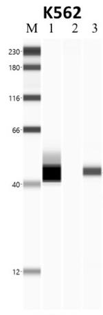 NPM1 Antibody in Immunoprecipitation (IP)