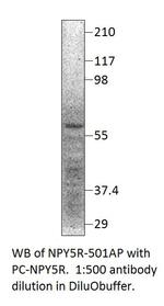 NPY5R Antibody in Western Blot (WB)