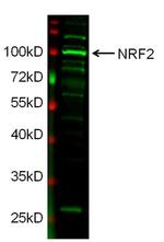 Nrf2 Antibody in Western Blot (WB)