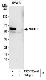 NUDT9 Antibody in Western Blot (WB)