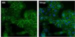 ATP1A1 Antibody in Immunocytochemistry (ICC/IF)