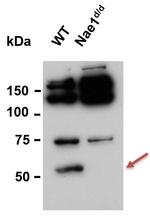 NAE1 Antibody in Western Blot (WB)