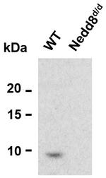 NEDD8 Antibody in Western Blot (WB)