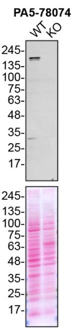 NEK1 Antibody in Western Blot (WB)