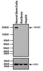 Nestin Antibody in Western Blot (WB)