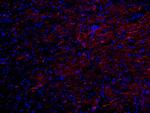 NF-H Antibody in Immunohistochemistry (Frozen) (IHC (F))