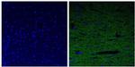 NEFL Antibody in Immunohistochemistry (Paraffin) (IHC (P))