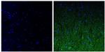 NEFM Antibody in Immunohistochemistry (Paraffin) (IHC (P))