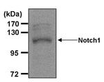 NOTCH1 Antibody in Western Blot (WB)