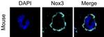 NOX3 Antibody in Immunocytochemistry (ICC/IF)