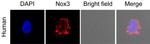 NOX3 Antibody in Immunocytochemistry (ICC/IF)