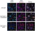 Nucleolin Antibody in Immunocytochemistry (ICC/IF)