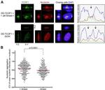 Nucleolin Antibody in Immunocytochemistry (ICC/IF)