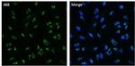 NPM1 Antibody in Immunocytochemistry (ICC/IF)