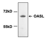 OASL Antibody in Western Blot (WB)