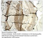 Olig2 Antibody in Immunohistochemistry (IHC)