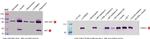 Phospho-AKT1 (Ser473) Antibody in Western Blot (WB)