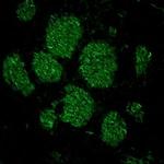 NEFM Antibody in Immunohistochemistry (Frozen) (IHC (F))