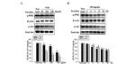 Phospho-AKT1 (Ser473) Antibody in Western Blot (WB)