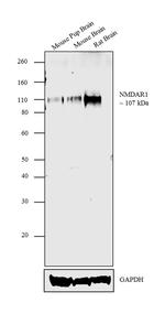 NMDAR1 Antibody in Western Blot (WB)