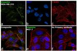 Vimentin Antibody